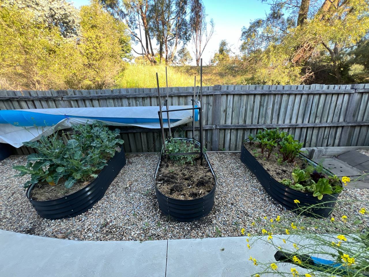 The three raised beds at the end of winter