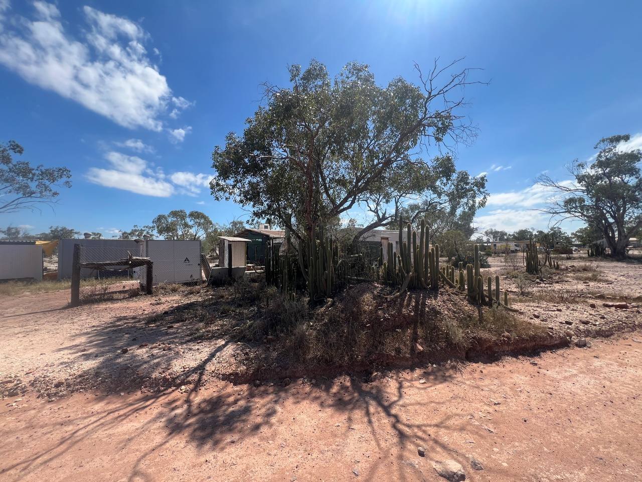 A large gum tree ringed by tall columnar cacti, with sheds and a homestead behind